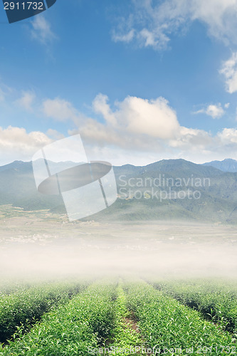 Image of misty nature scenery