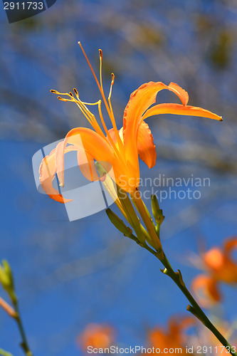 Image of Tiger lily