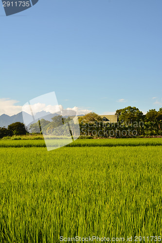 Image of Rice farm in country