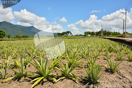 Image of Pineapple farm