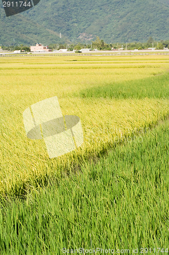 Image of Idyllic rural scenery