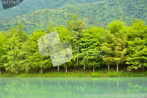 Image of Forest at Hualien