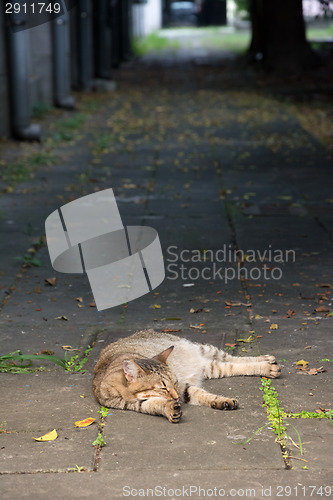 Image of Stray tabby cat