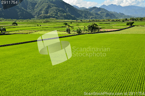 Image of Rice farm in country