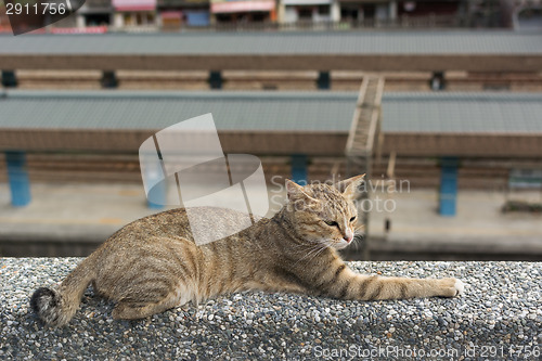 Image of Cat lying on the wall.