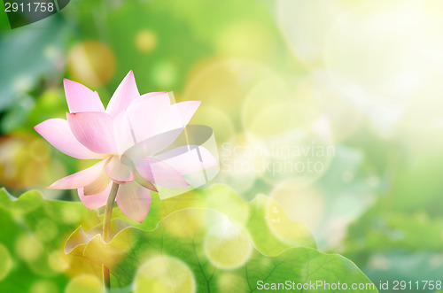 Image of Lotus flower