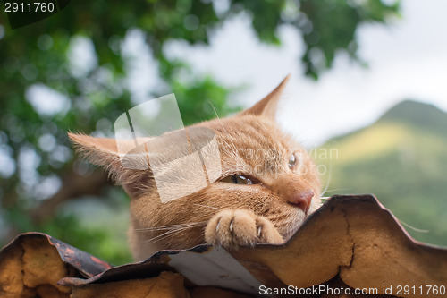 Image of Cat resting on the roof.