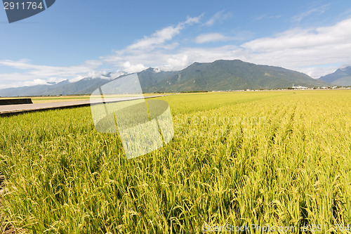 Image of golden paddy rice farm