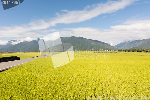 Image of golden paddy rice farm