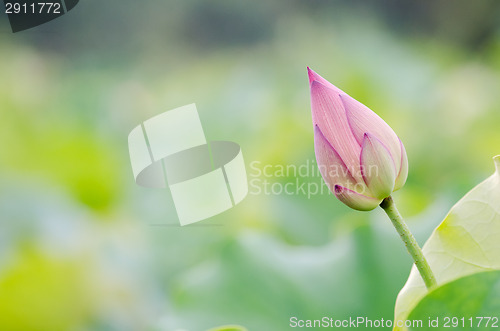 Image of lotus