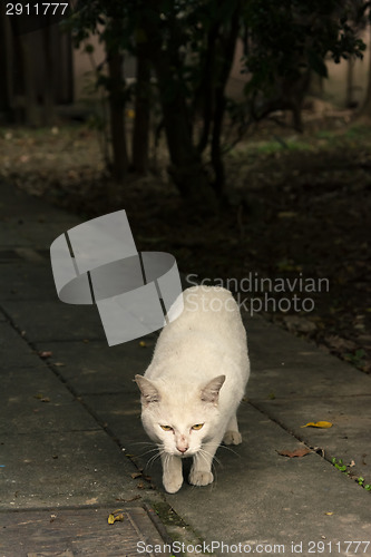 Image of Undomesticated cat