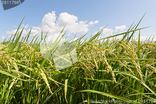 Image of Rural scenery of paddy