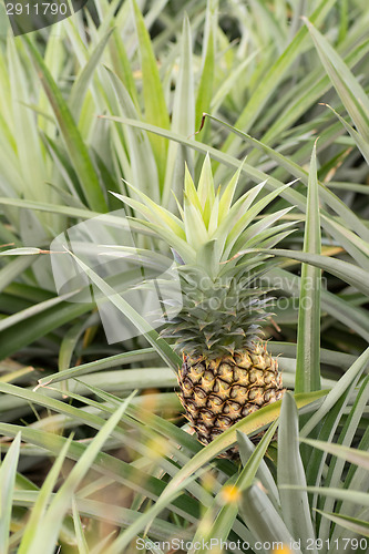 Image of Pineapple farm 