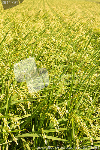 Image of Golden paddy rice farm