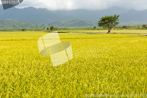 Image of Golden rural scenery