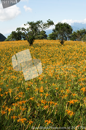 Image of Field of tiger lily