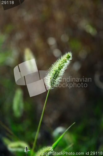 Image of Grass Seedling