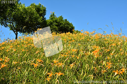 Image of Tiger lily(Daylily) flower