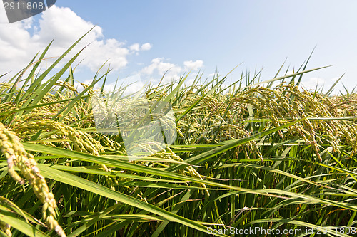 Image of Rural scenery of paddy