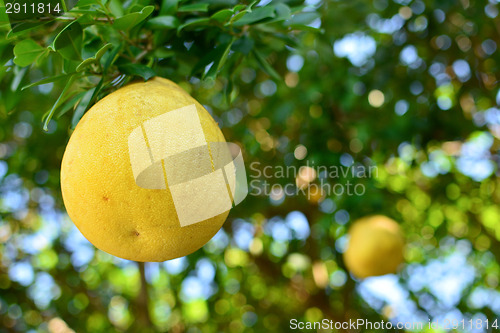 Image of Pomelo on a tree