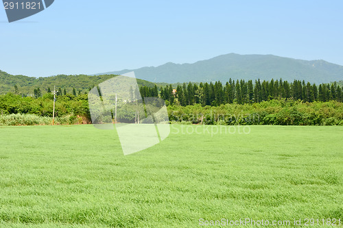 Image of Landscape with meadow