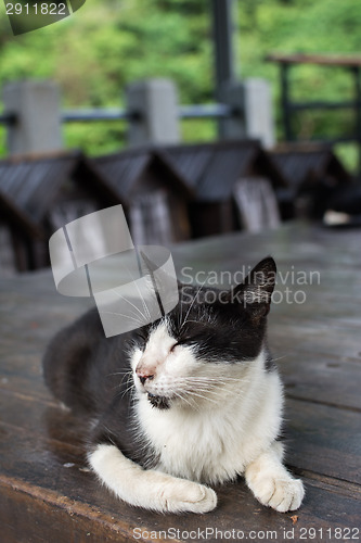 Image of Cat lying on the chair. 