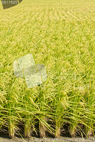 Image of Golden paddy rice farm