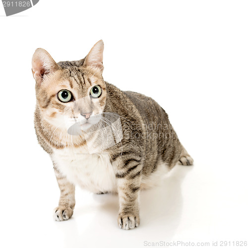 Image of tabby cat