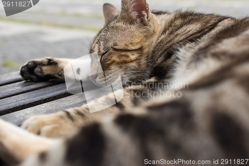 Image of Cat sleep on a chair.