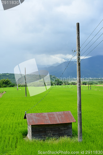 Image of Rice farm in country