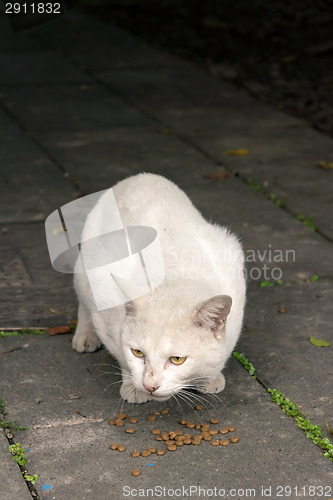 Image of Undomesticated cat