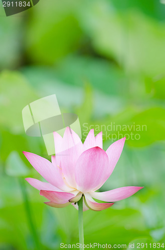 Image of Lotus flower