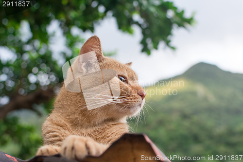Image of Ginger tabby cat lying on the roof.
