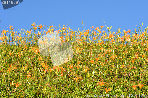 Image of Field of tiger lily