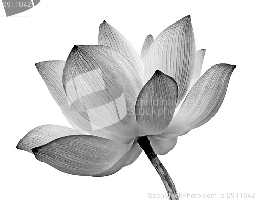 Image of isolated lotus