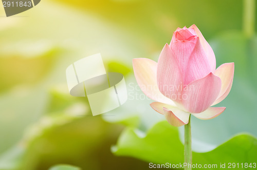 Image of Morning lotus