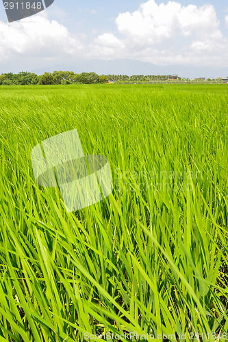 Image of Rice farm in country