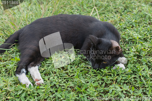 Image of cat lying on the grass.