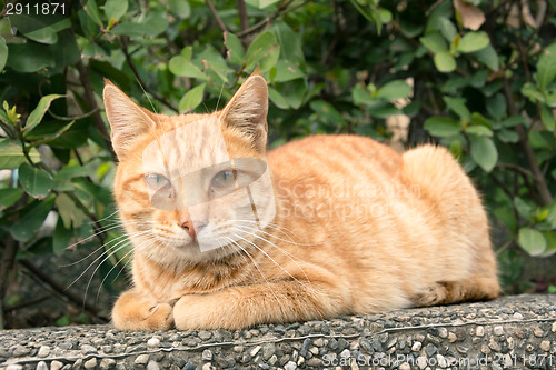 Image of city cat