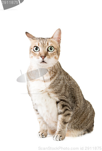 Image of tabby cat