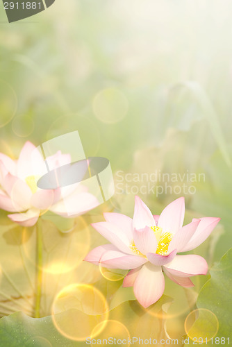 Image of lotus