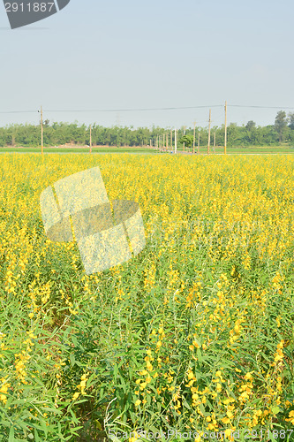 Image of Yellow flower fields