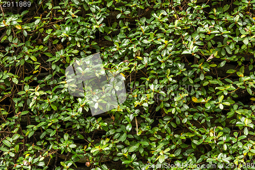 Image of Green wall with ivy background