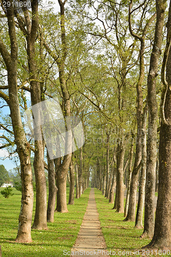 Image of Walkway in Park