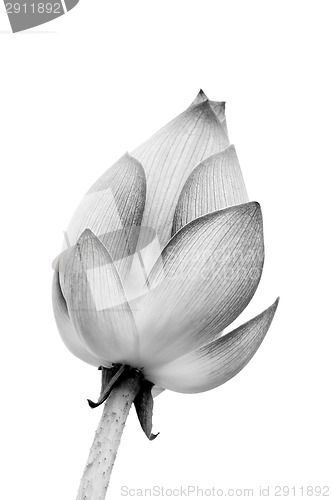 Image of isolated lotus