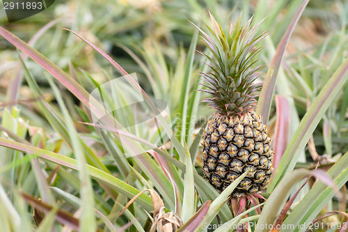 Image of Pineapple farm 