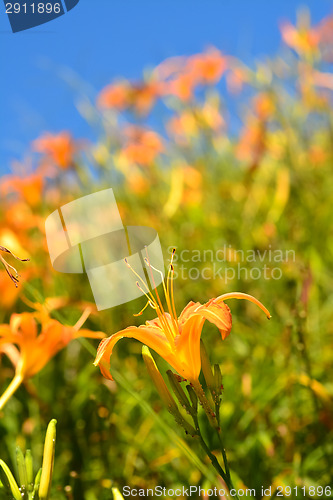 Image of Tiger lily(Daylily) flower