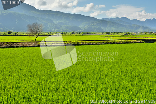 Image of Rice farm in country