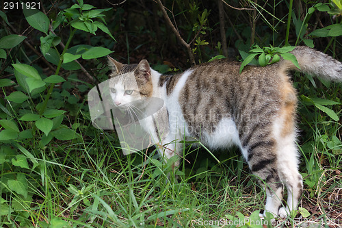 Image of Tabby cat standing on the grassland.