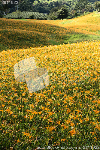 Image of Field of tiger lily